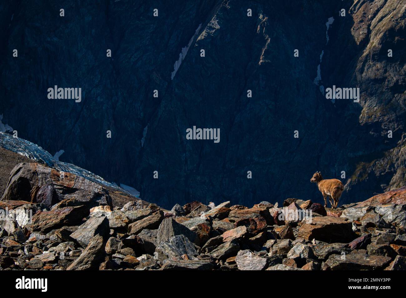 A tiny baby goat in French Alps at the hiking trail between Nid d'Aigle and Refuge de Tete Rousse with a  glacier behind it, Massif du Mont Blanc Stock Photo
