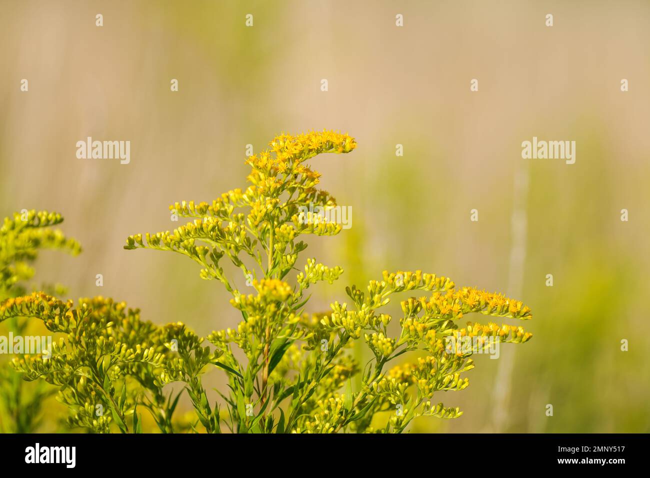 Goldenrod, Solidago. Yellow flowers of the plant close-up. Stock Photo