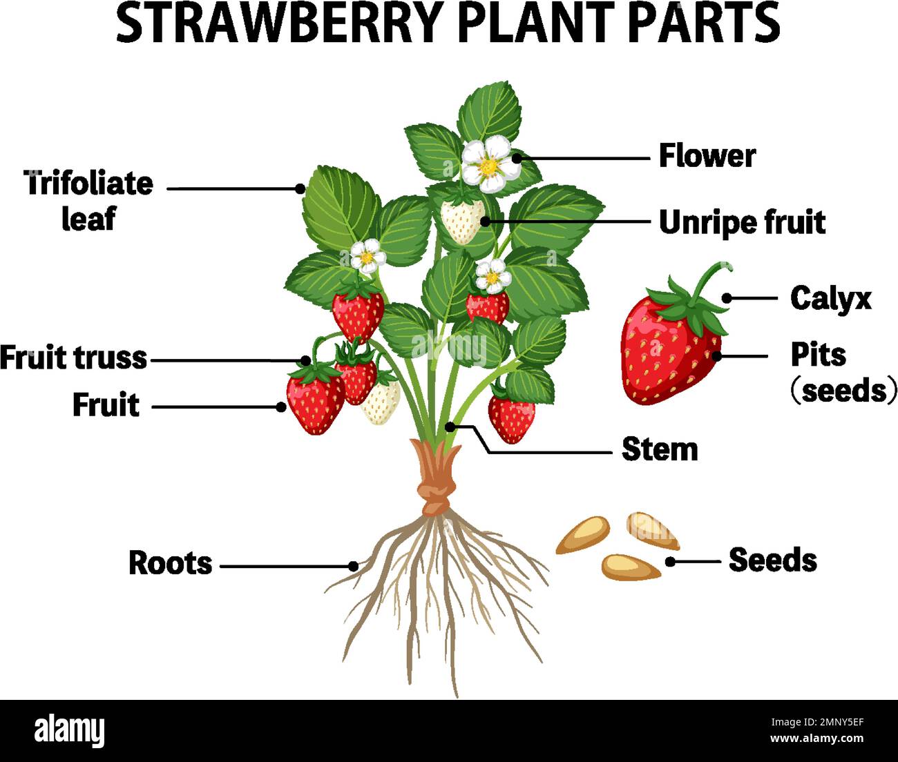 Strawberry Plant Diagram strawberry-plant-diagram