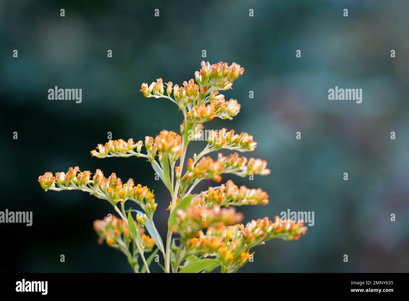Goldenrod, Solidago. Yellow flowers of the plant close-up. Stock Photo