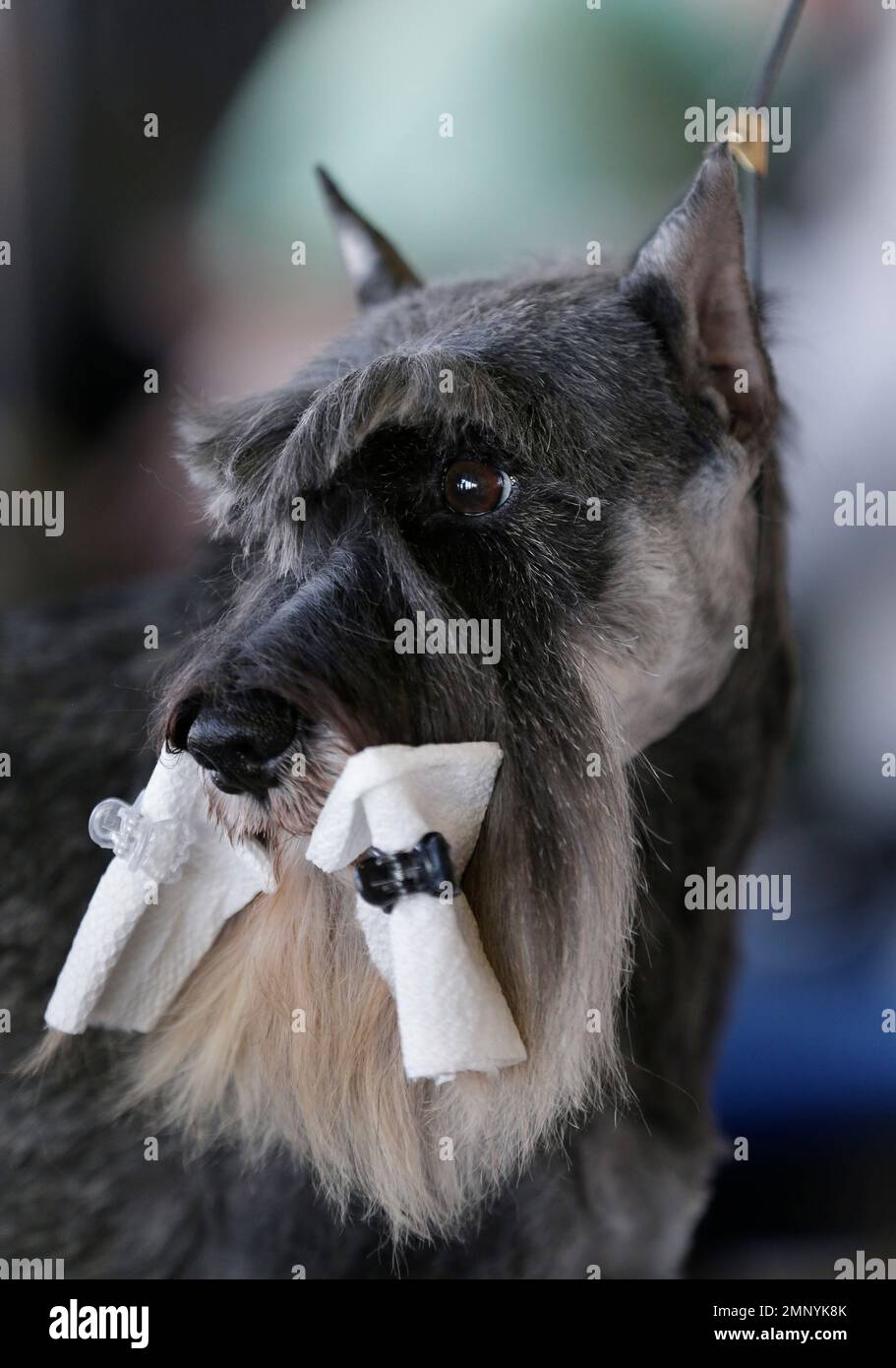 A miniature schnauzer wears bits of paper towel to keep his beard clean