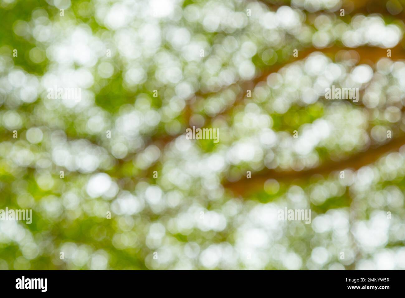 Green bokeh of tree nature background Stock Photo - Alamy