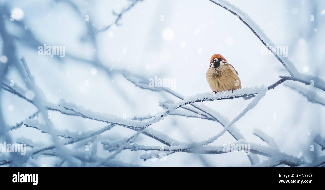 Small bird sparrow sitting on tree branch on winter nature background Stock Photo