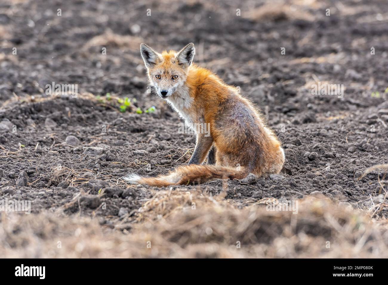 Red fox exhibiting Mange. Red fox on field with dermatitis (flea