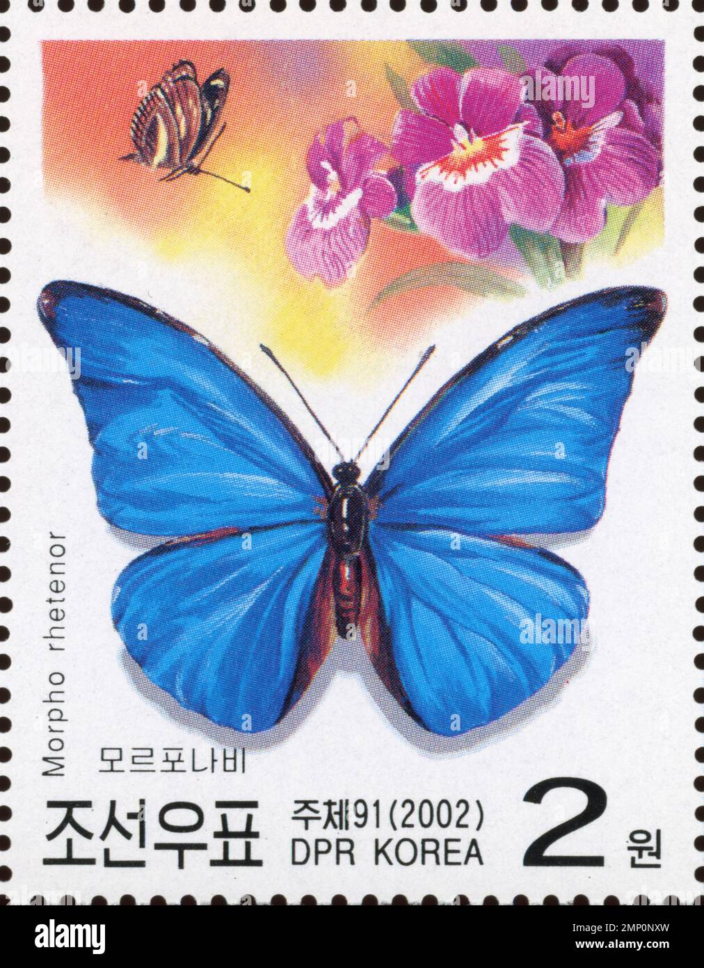Name morpho hi-res stock photography and images - Alamy