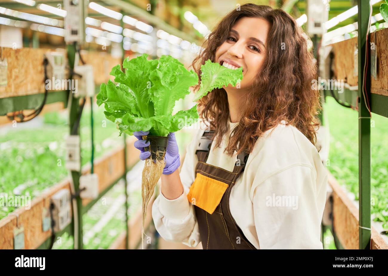 Cheerful female gardener holding pot with lettuce and biting green leaf while looking at camera and smiling. Woman in garden gloves eating fresh leafy greens in greenhouse. Stock Photo