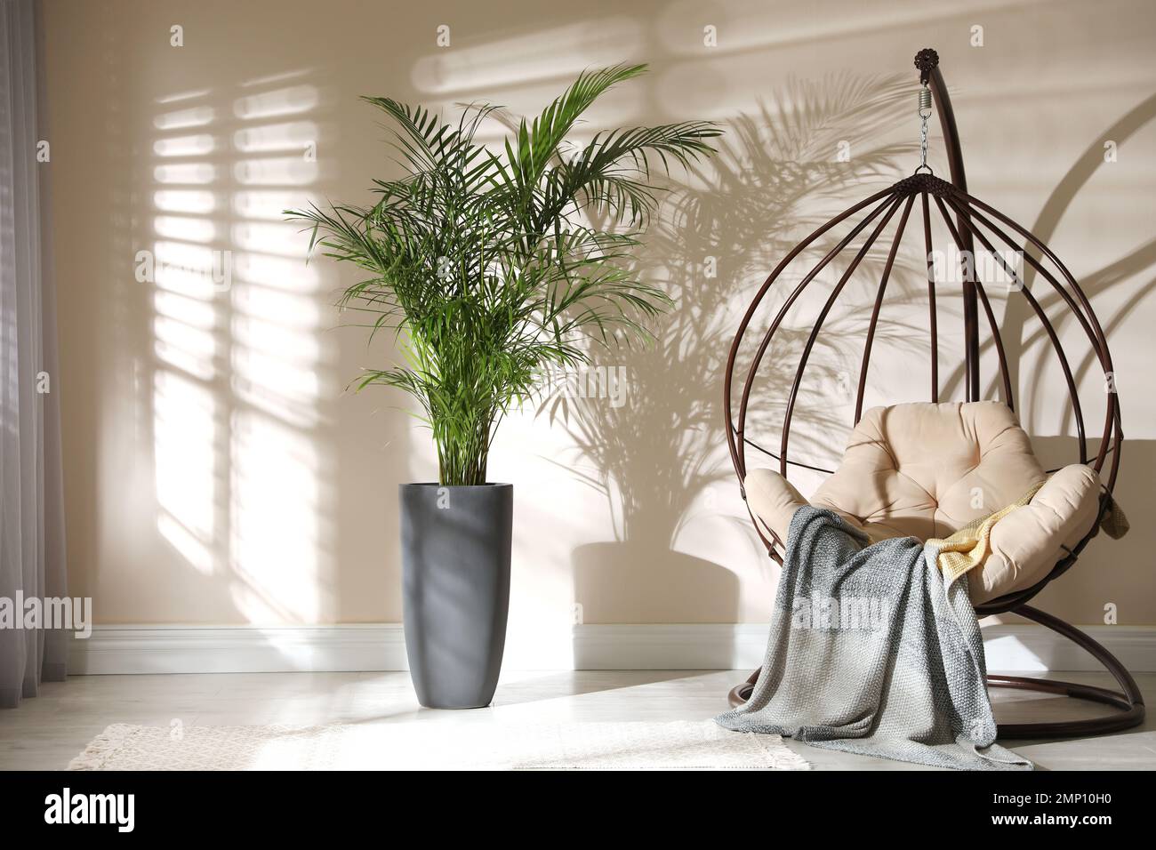 Beautiful large palm in room. Element of interior design Stock Photo