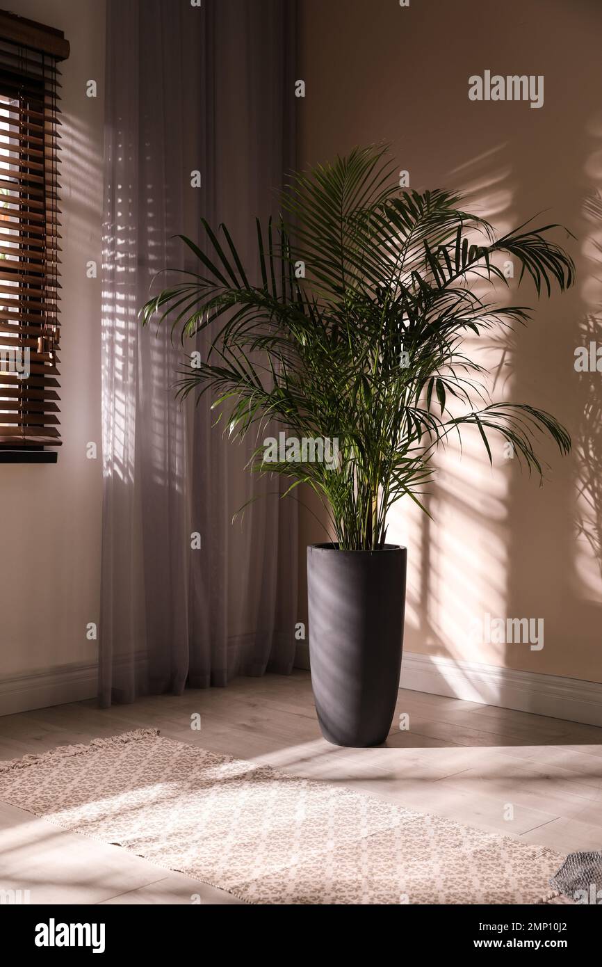 Beautiful large palm in room. Element of interior design Stock Photo