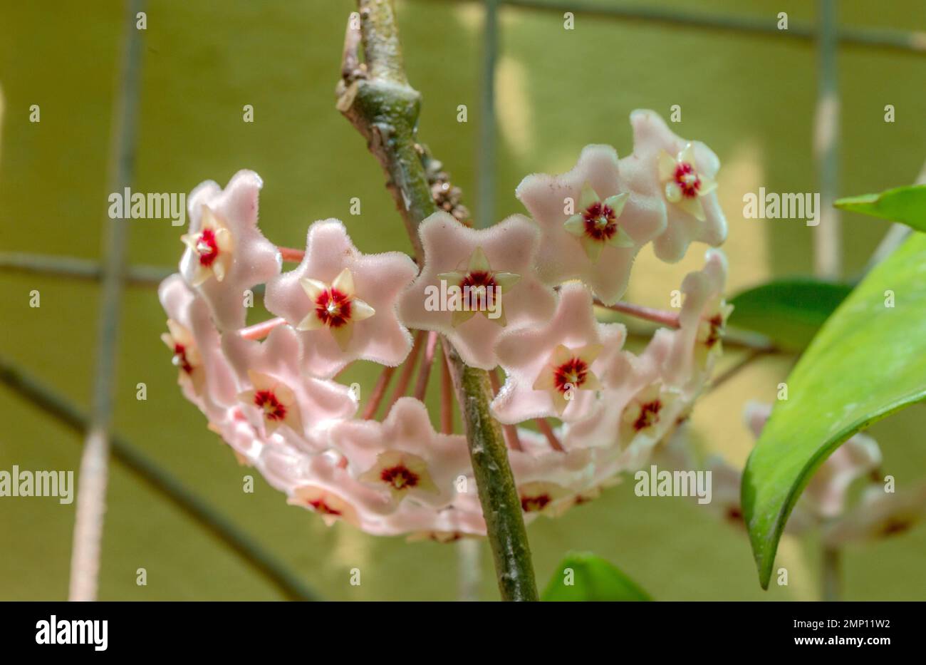 close-up photo of Hoya carnosa, the porcelain flower or wax plant, Stock Photo