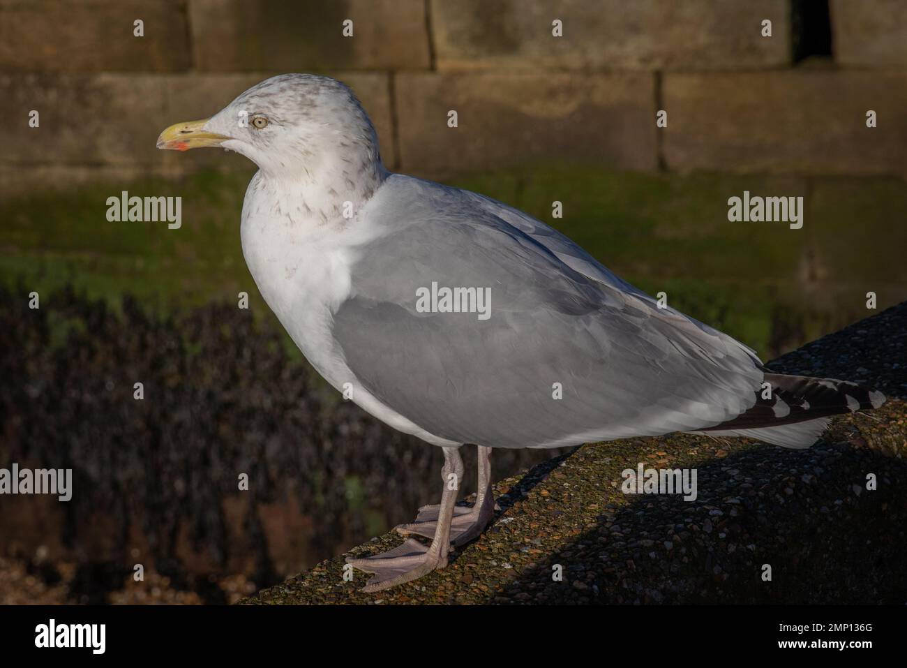 A close up portrait of a herring gull, showing the full body as it is