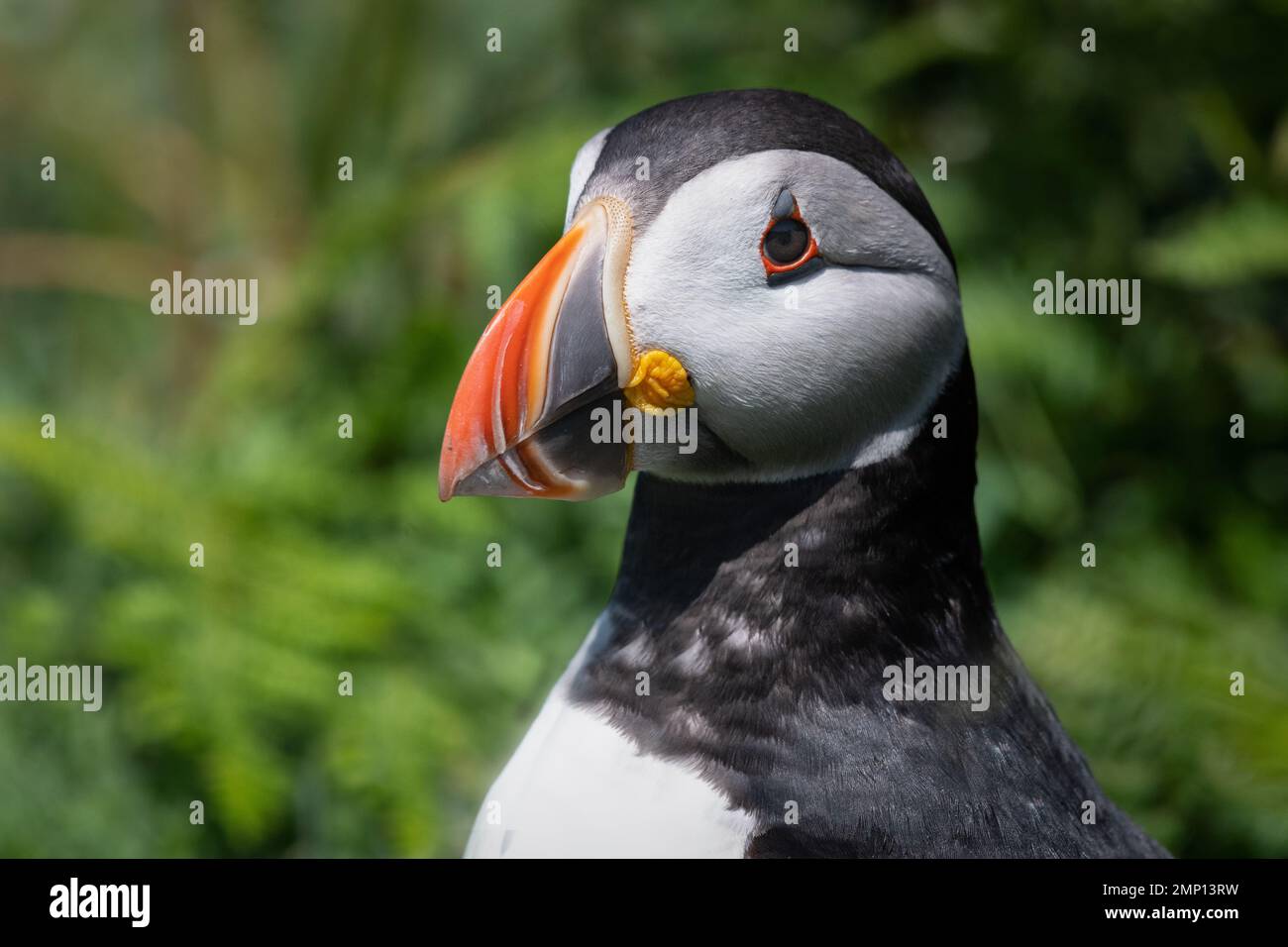 A very close portrait of an atlantic puffin showing the detail in its colourful beak, head and feather detail Stock Photo