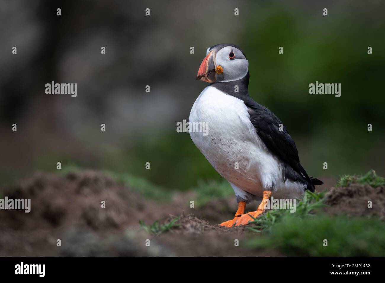 A full portrait of an atlantic puffin as it stands on grass near the cliff top. It shows the full length and body of the bird Stock Photo