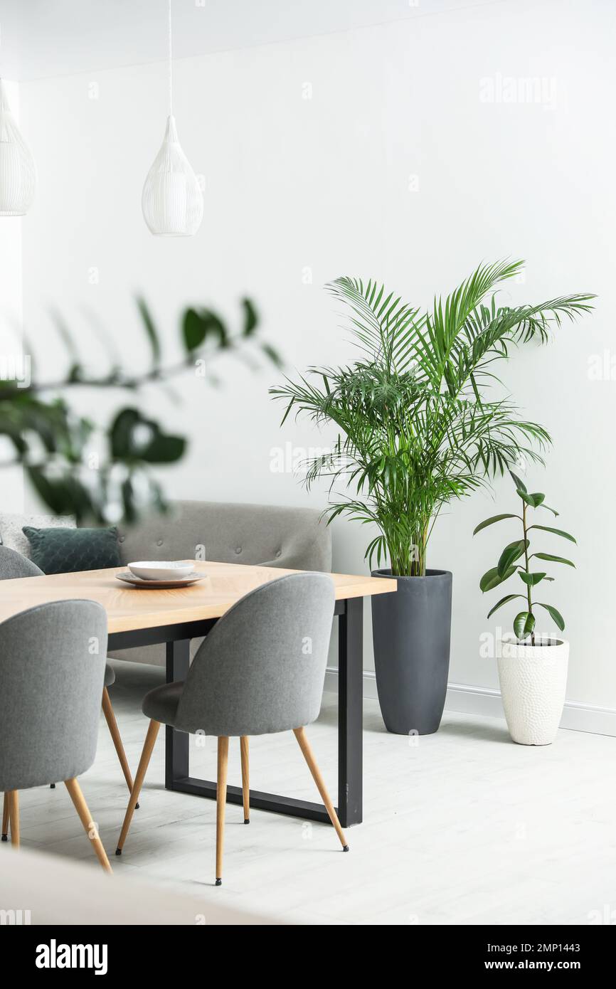 Beautiful potted plants in modern living room Stock Photo - Alamy