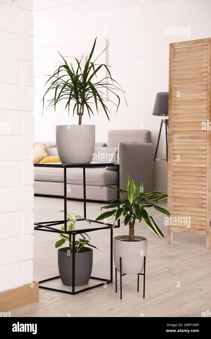 Beautiful plants in room. Elements of interior design Stock Photo - Alamy