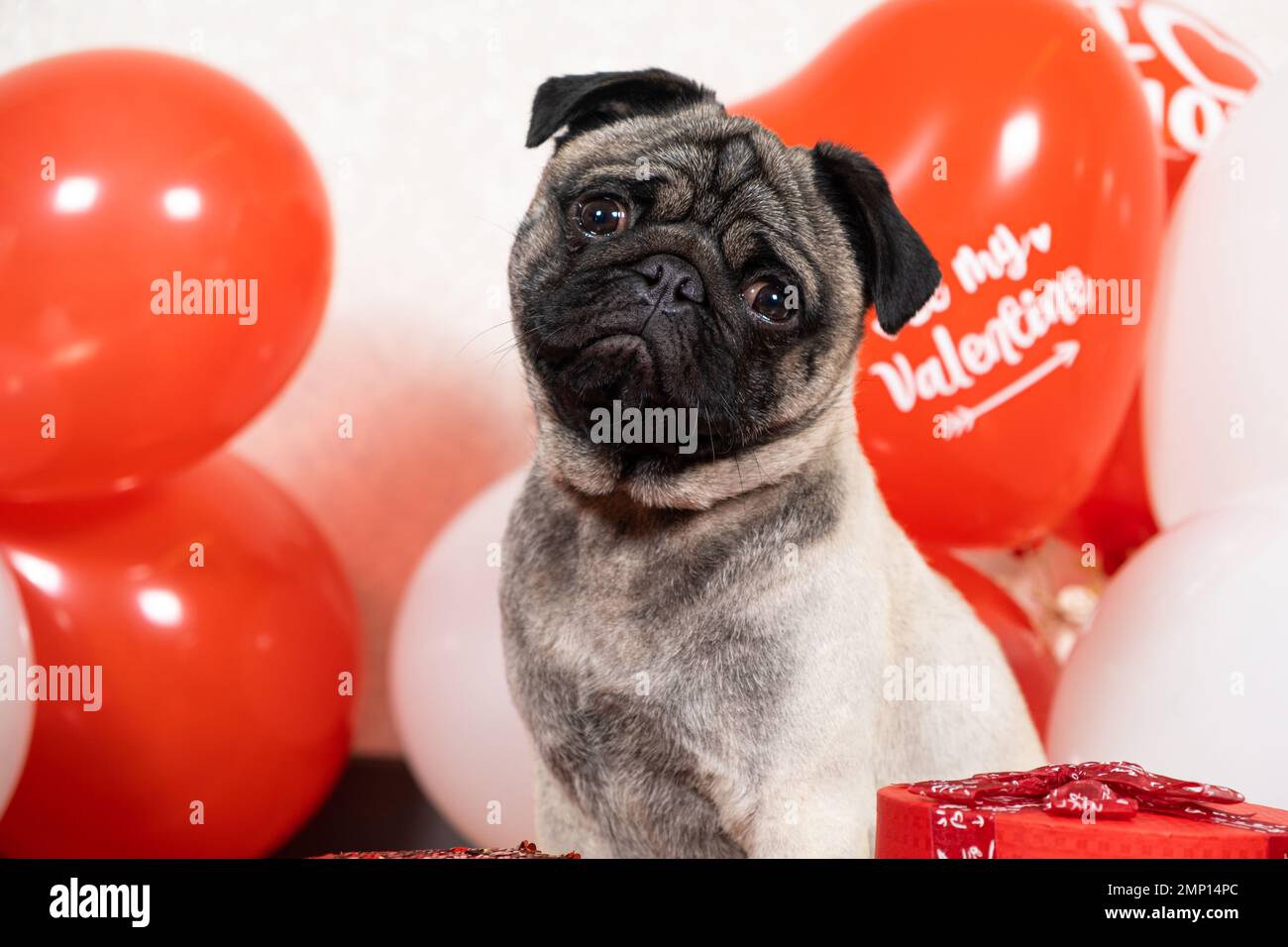 A funny cute pug sits near the balls on Valentine's Day and looks into the camera with his head tilted. Pets and Holidays Stock Photo