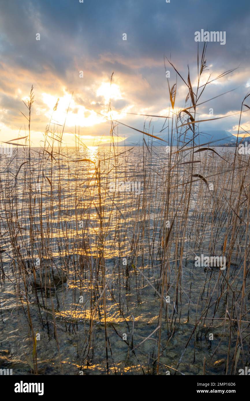 Sunset Reeds A lake where reeds grow,during a sunset Stock Photo - Alamy