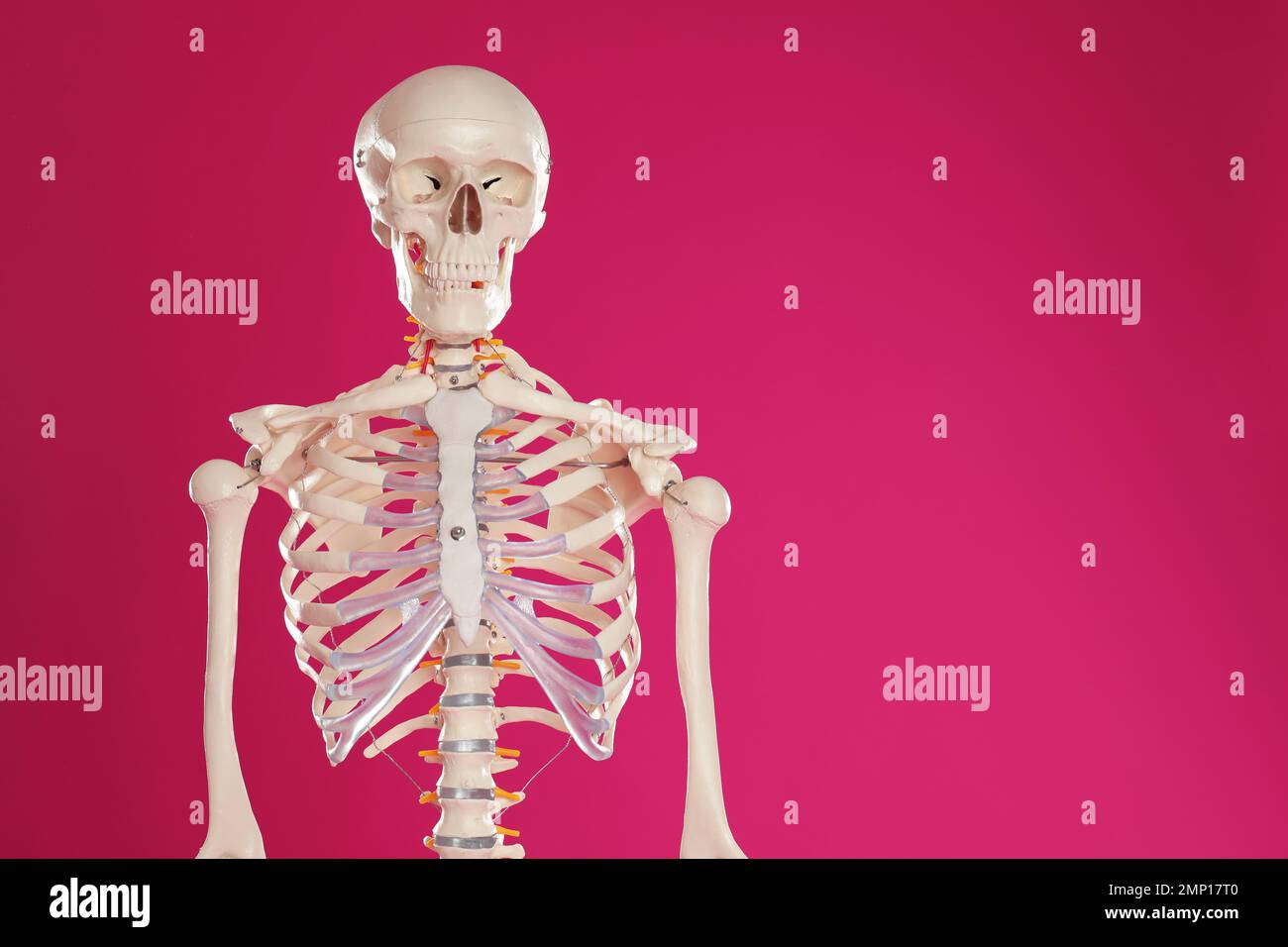 Artificial human skeleton model on crimson background. Space for text