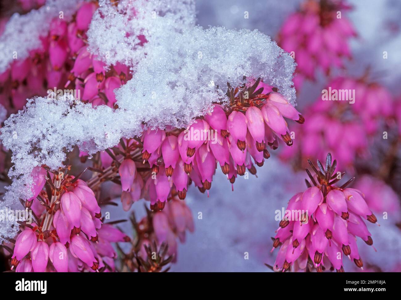 Erica carnea flowering in winter, even in snow. Erica carnea garden Stock Photo