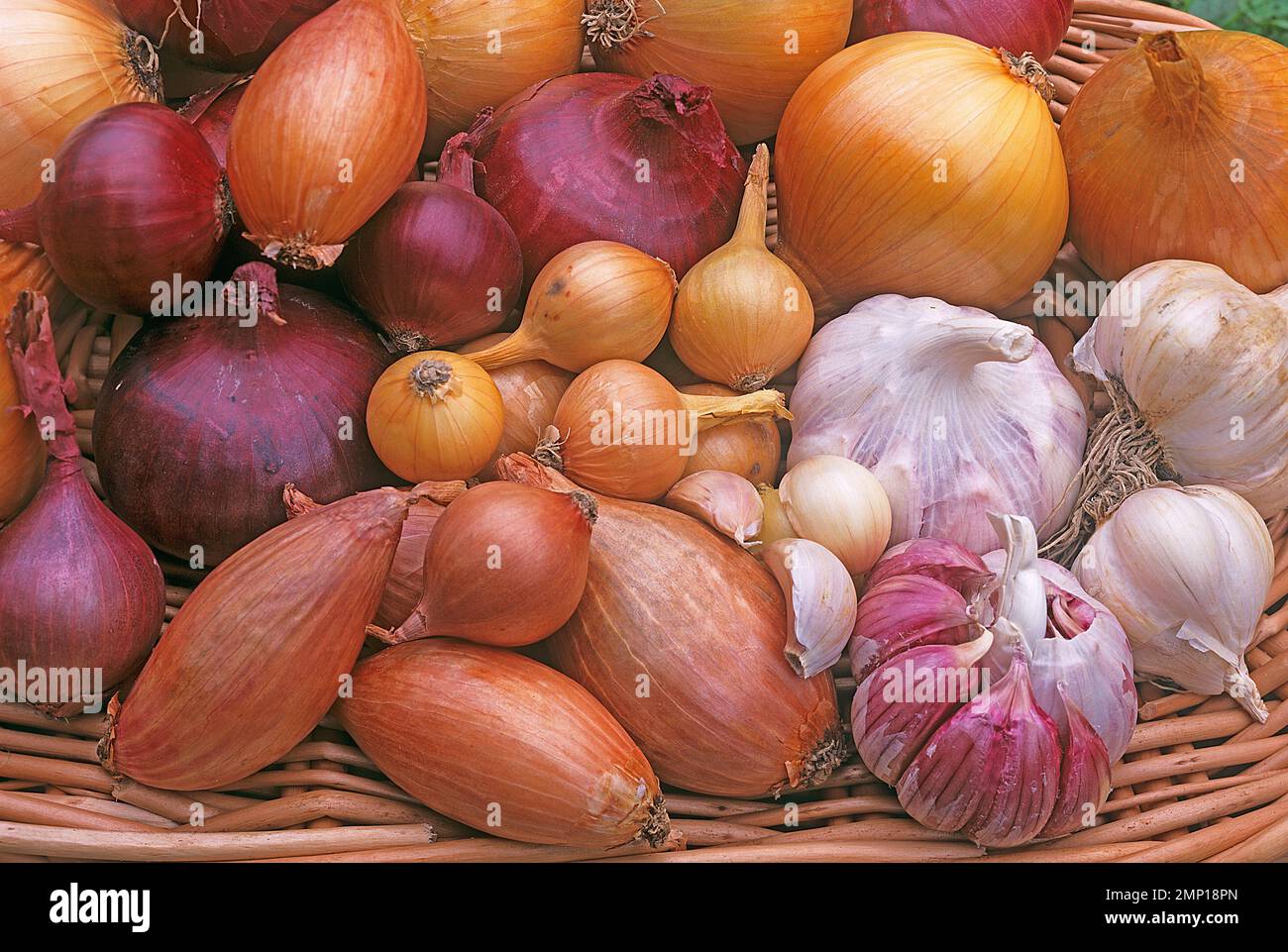 Garlic and onions of various forms and colours. camera: Linhof Technika 6x9 Stock Photo