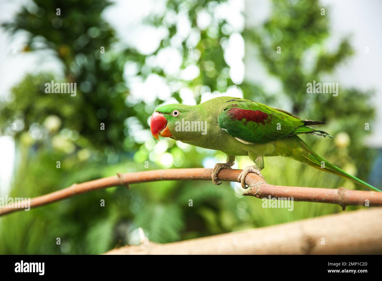 Beautiful Alexandrine Parakeet on tree branch outdoors Stock Photo - Alamy