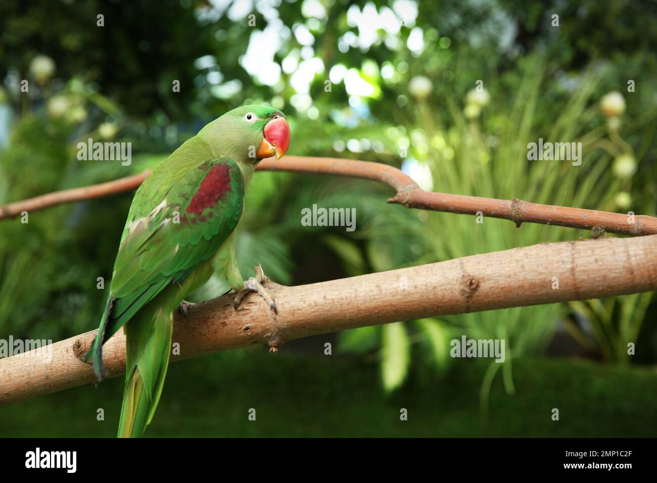 Beautiful alexandrine parakeet on hi-res stock photography and images ...