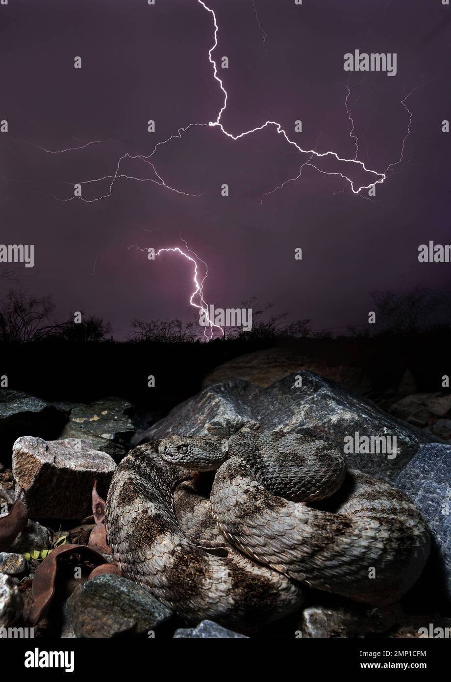 Showing off in the storm. Phoenix, Arizona, USA: TERRIFYING images show ...