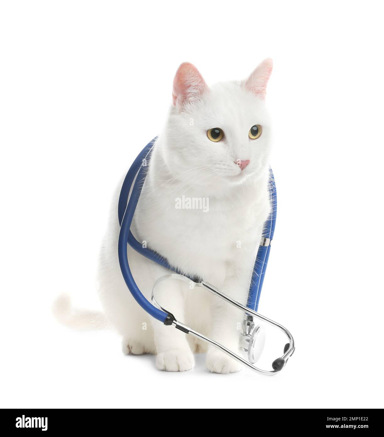 Cute cat with stethoscope as veterinarian on white background Stock