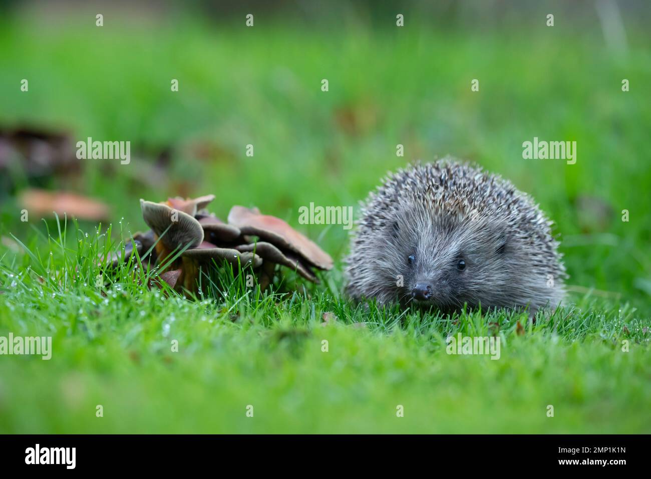 European hedgehog Erinaceus europaeus adult standing next to fungi on a garden lawn, Suffolk, England, United Kingdom Stock Photo