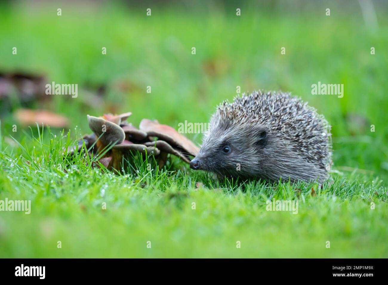 European hedgehog Erinaceus europaeus adult standing next to fungi on a garden lawn, Suffolk, England, United Kingdom Stock Photo