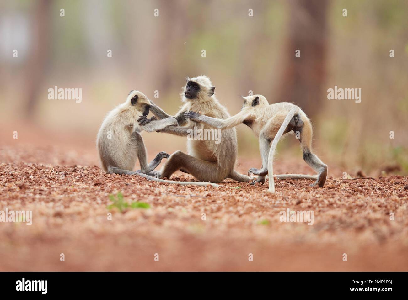 Langur monkey disputes at Tadoba Tiger Reserve, India: PLAYFUL IMAGES show monkeys jumping high as they enter an acrobatic game of tag. One image show Stock Photo