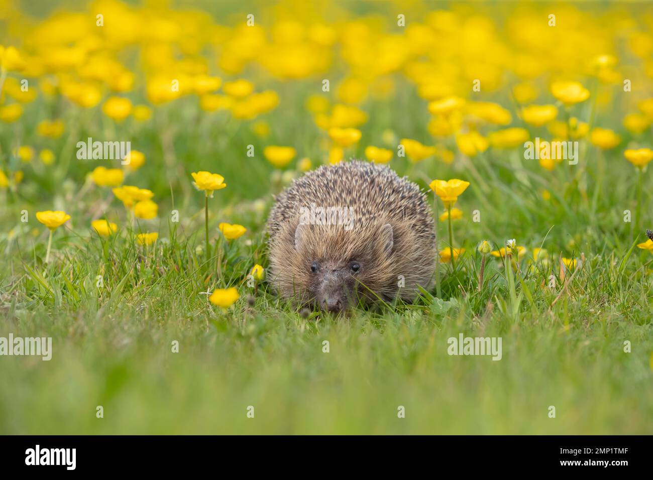 European hedgehog Erinaceus europaeus adult in a spring time meadow with flowering Buttercups, Suffolk, England, United Kingdom Stock Photo