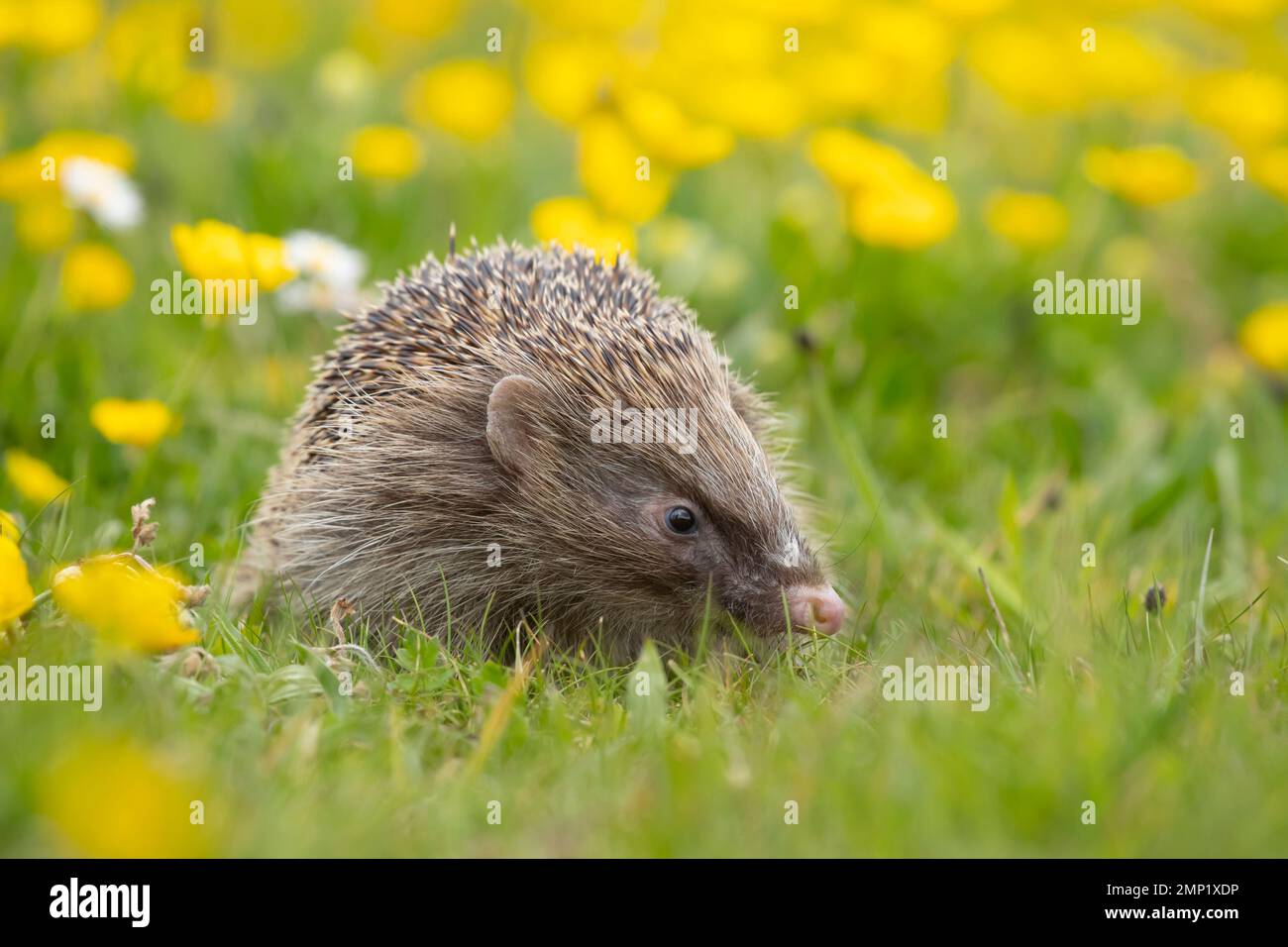 European hedgehog Erinaceus europaeus adult in a spring time meadow with flowering Buttercups, Suffolk, England, United Kingdom Stock Photo