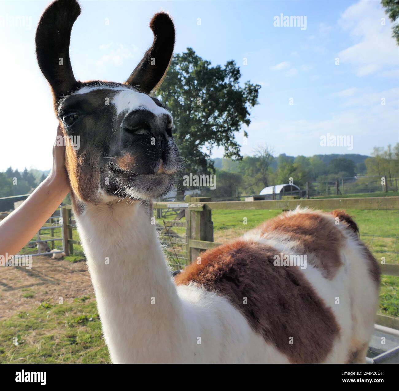 UK farming Farmer for a day Stock Photo - Alamy