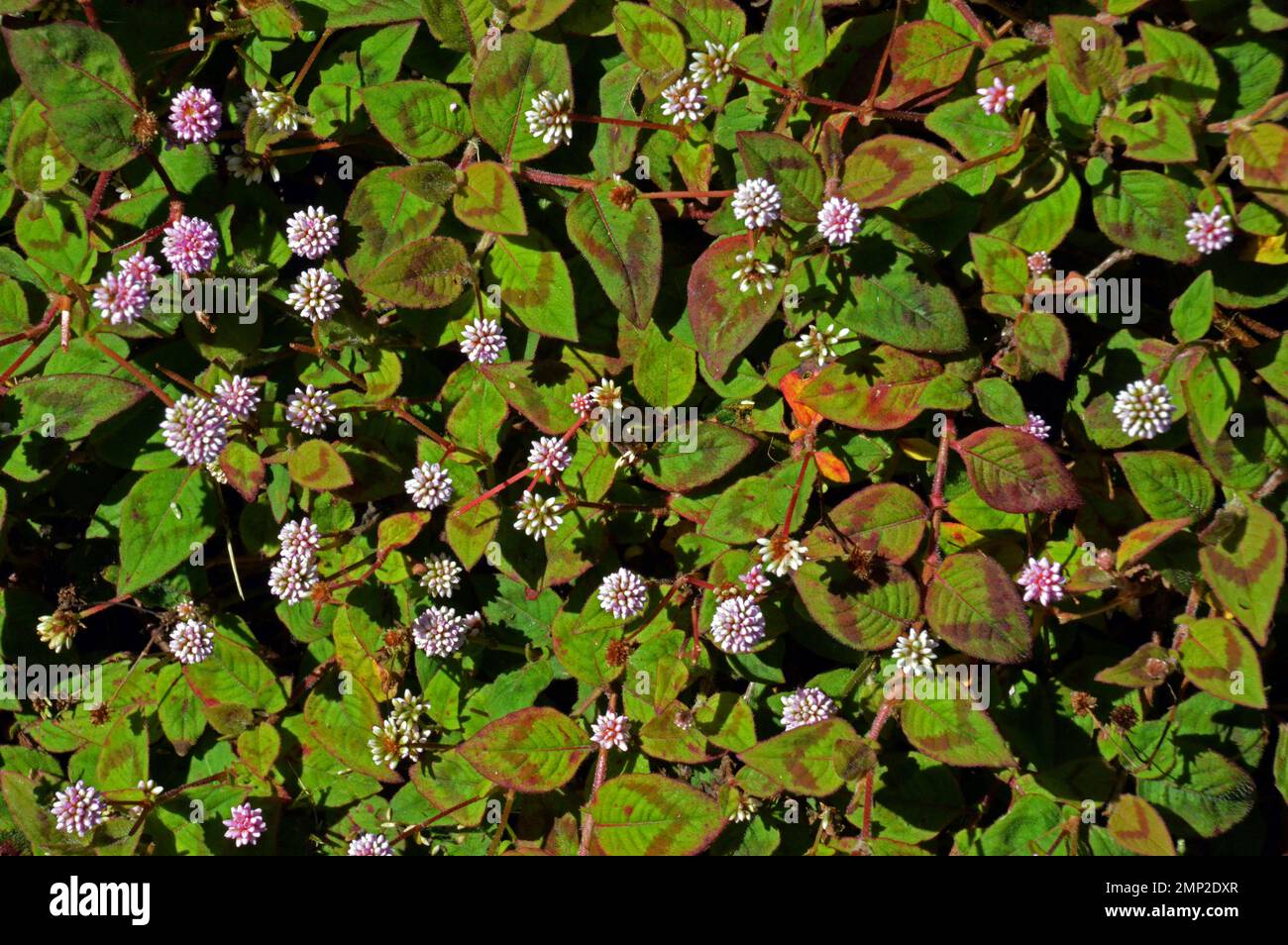 Portugal, Azores Islands, Sao Miguel, Pico da Barrosa:   Pinkhead Smartweed or Pink Knotweed (Polygonum capitatum), a prostrate perennial of Himalayan Stock Photo