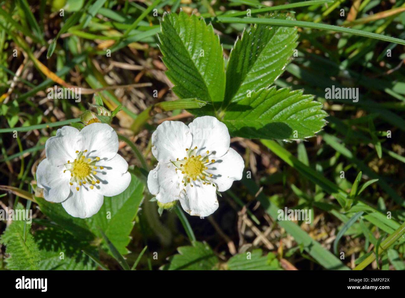 Flowers of the Wild Strawberry (Fragaria vesca) in Bavaria Stock Photo ...