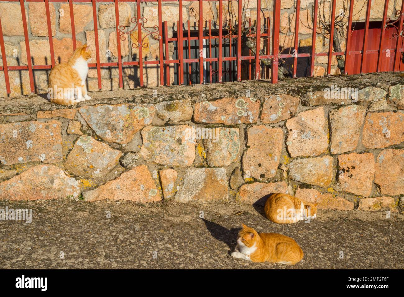 Stray cats. Stock Photo