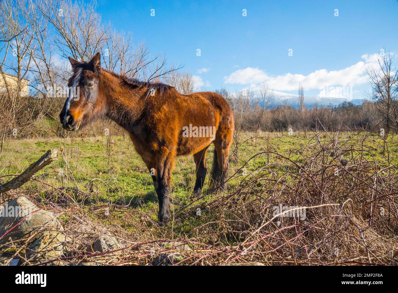 Brown horse in the countryside. Stock Photo