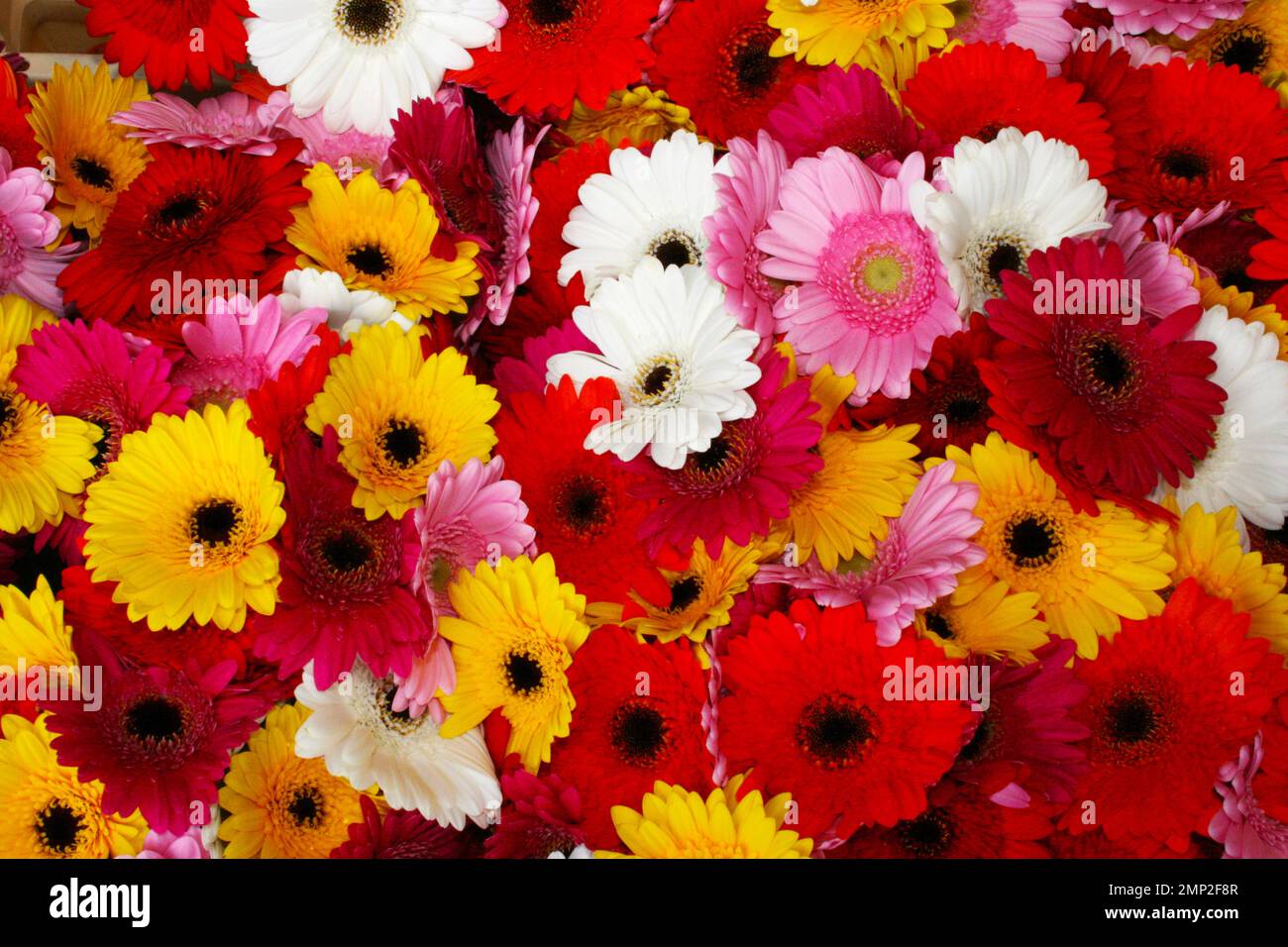 flower arrangement of carnations Stock Photo