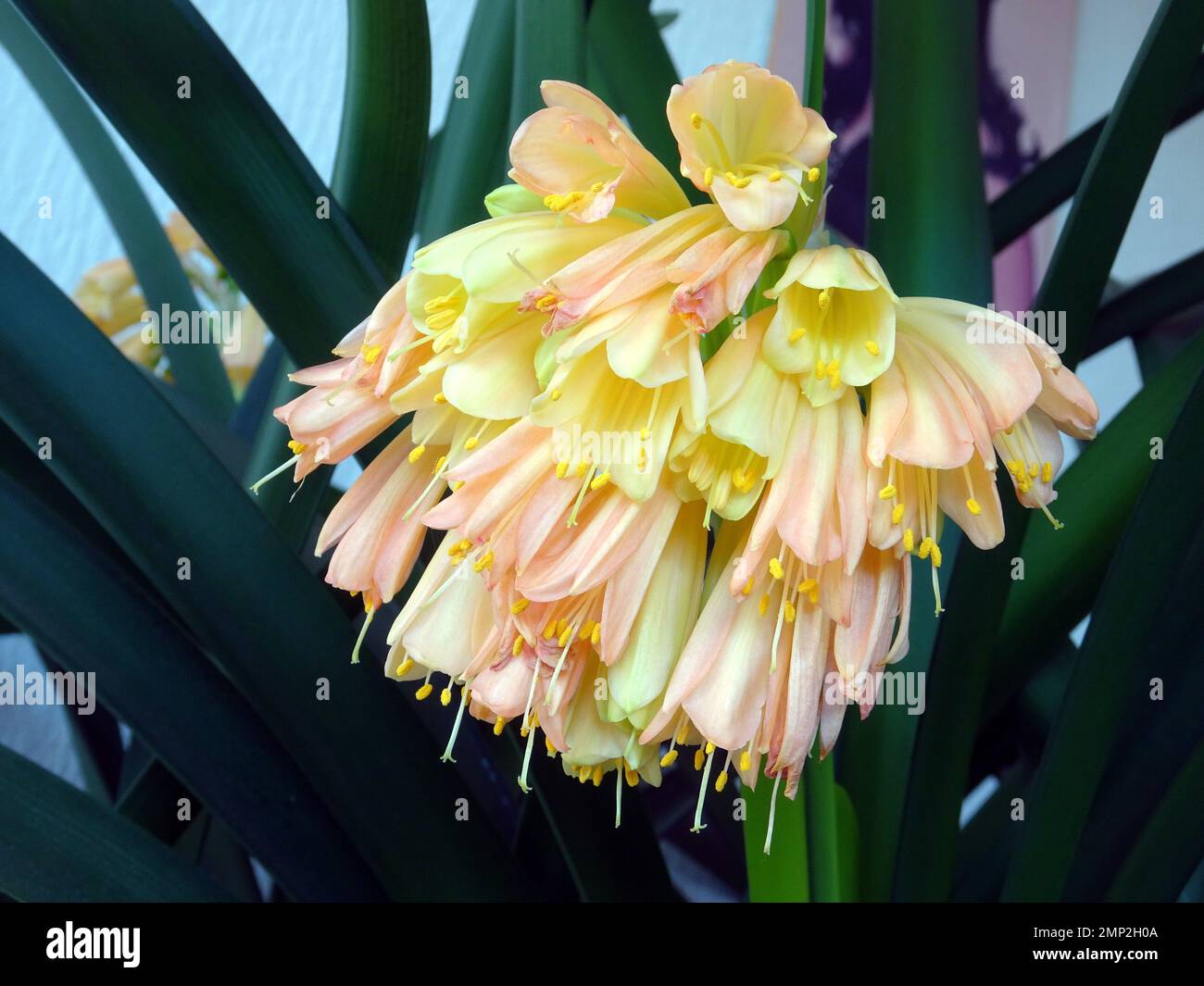 Flowers of the Kaffir Lily (Clivia miniata) Stock Photo