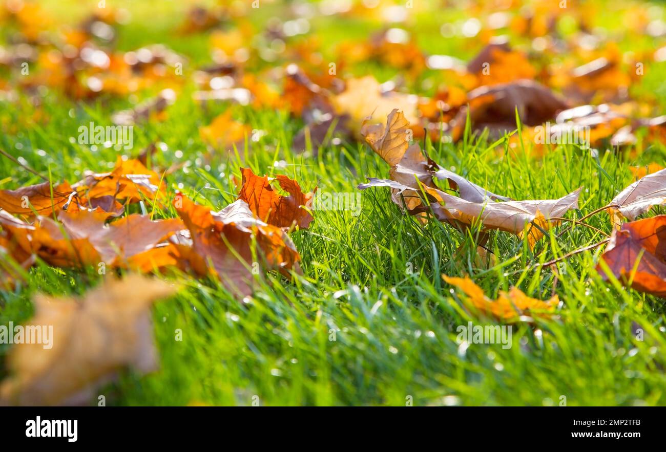Dry maple leaf lying on green grass in the sun. Shallow depth of field. Autumn season. Nature concept. Stock Photo