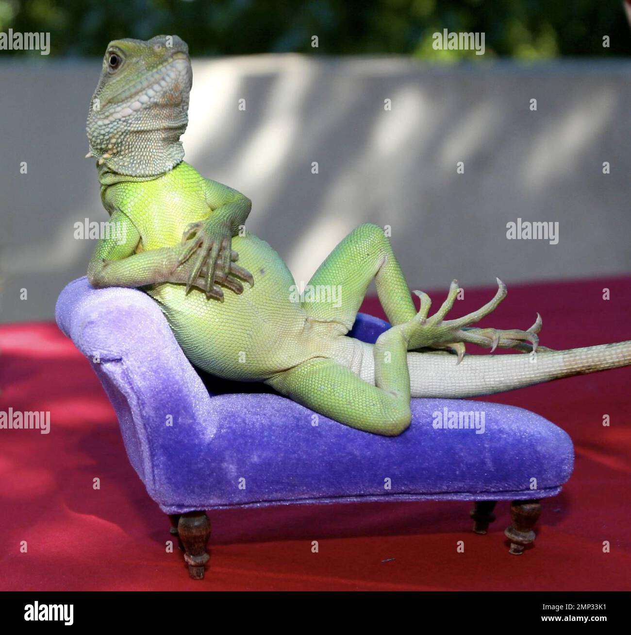 Henrys lizard deals