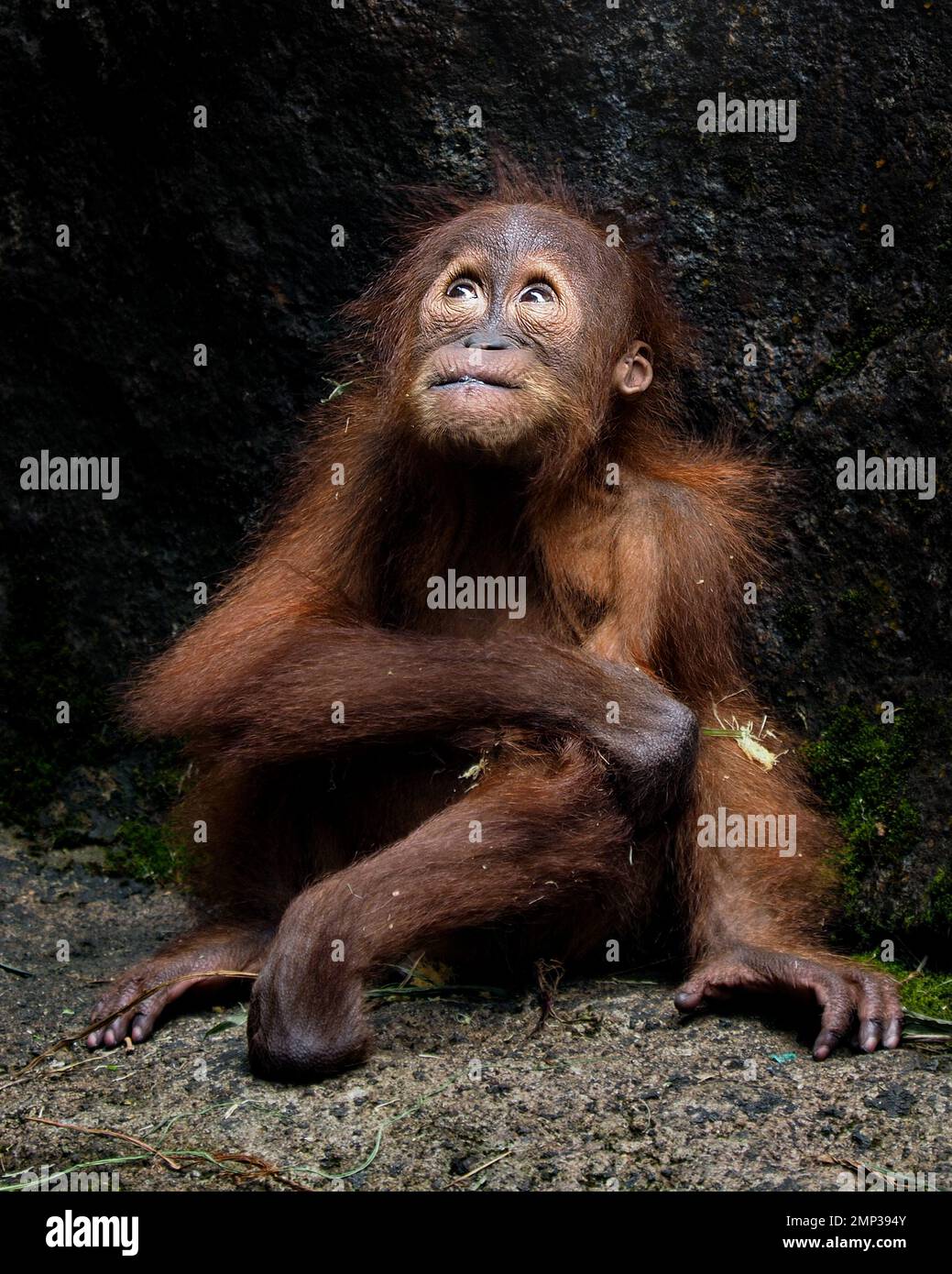 THIS NAUGHTY baby orangutan was captured imitating human visitors by playing with a makeshift cigarette at the Animal Conservation Park in Bogor, West Stock Photo