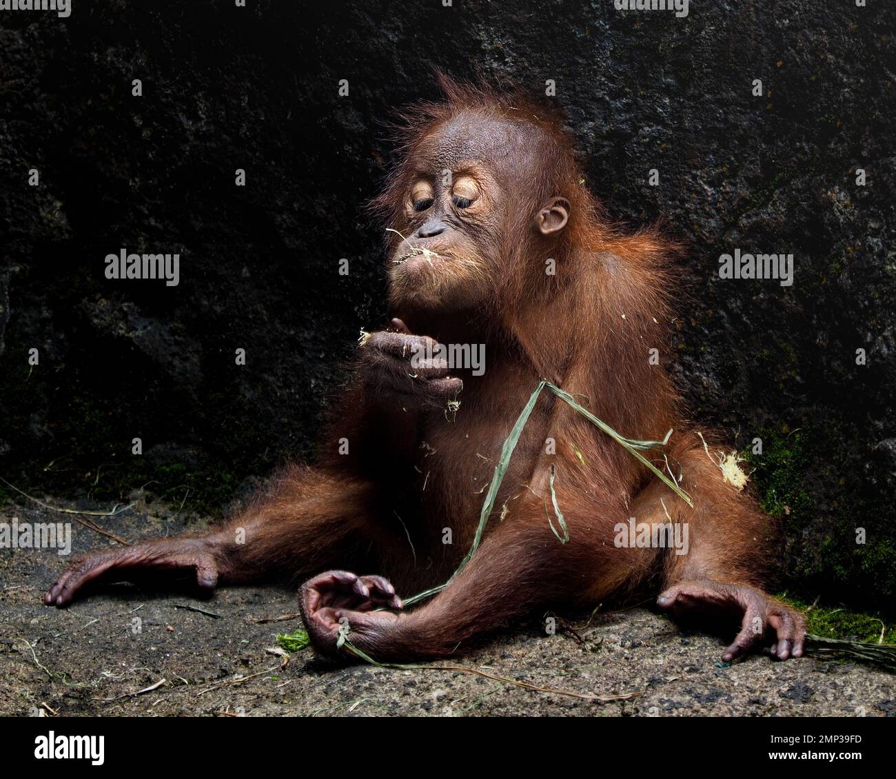 Smoking animal hi-res stock photography and images