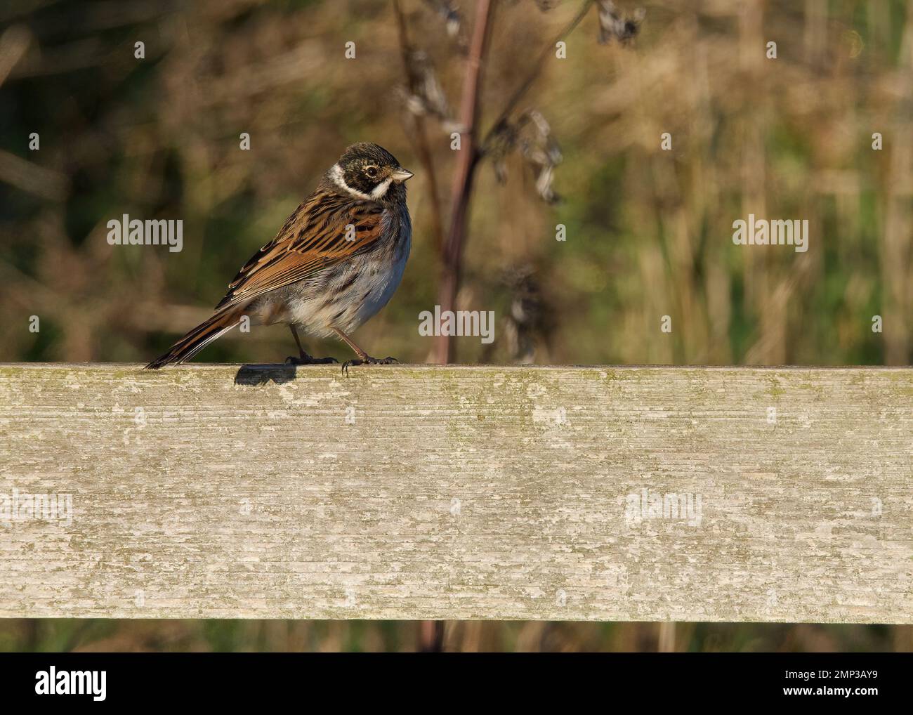 Reed Bunting perching on fence, RSPB Wallasea Island, Essex Stock Photo