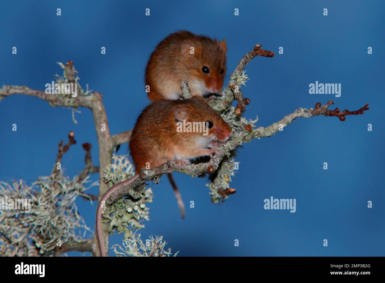 Harvest mice Stock Photo