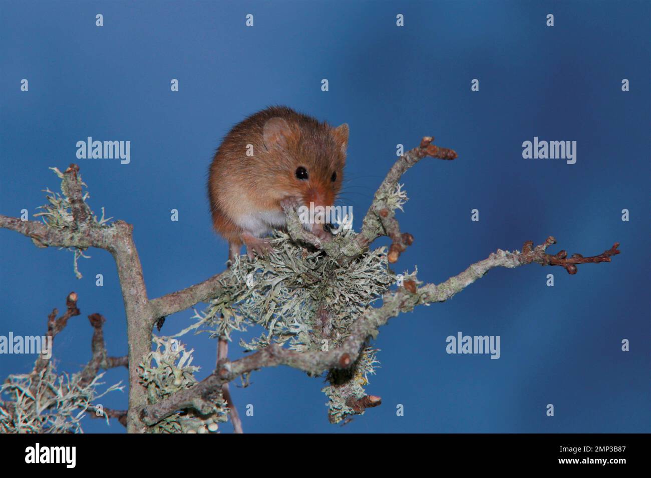 Harvest mouse Stock Photo