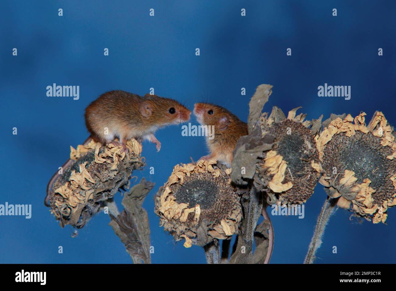 Harvest mice Stock Photo