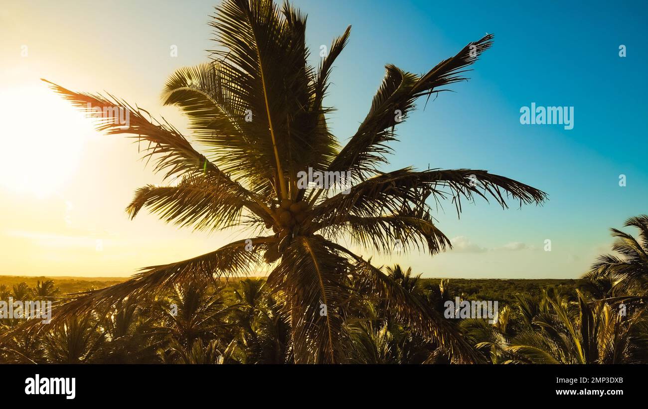 Palm trees sunset golden blue sky backlight in caribbean. Caribbean beach background. Beach on the tropical island. Palm trees on ocean coast near beach. Stock Photo
