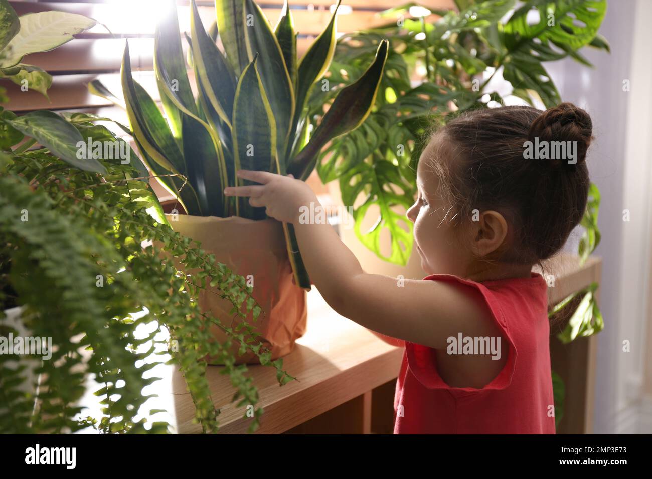 Little girl playing with houseplant at home Stock Photo