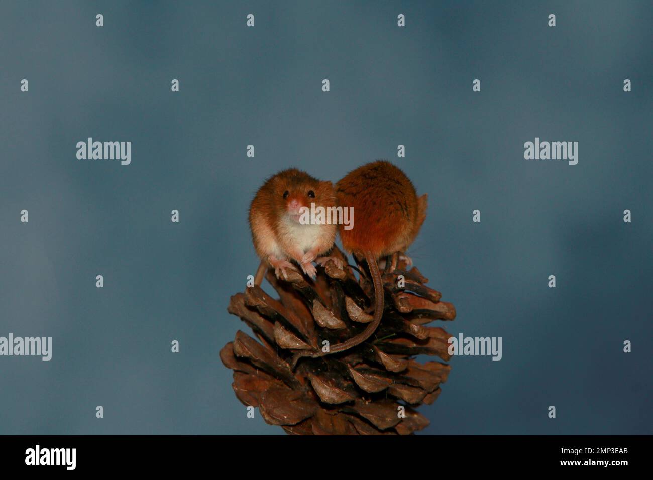 Harvest mice Stock Photo